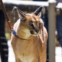 Exotic_Cat Exotic_Cat
