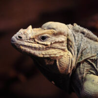 Iguana Iguana