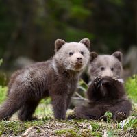 BearCubs