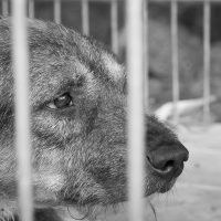 AnimalCruel_Dog AnimalCruel_Dog