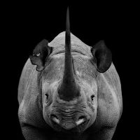 Rhino Rhino