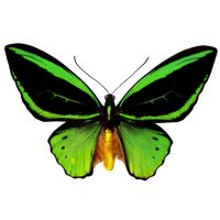 Butterfly Butterfly